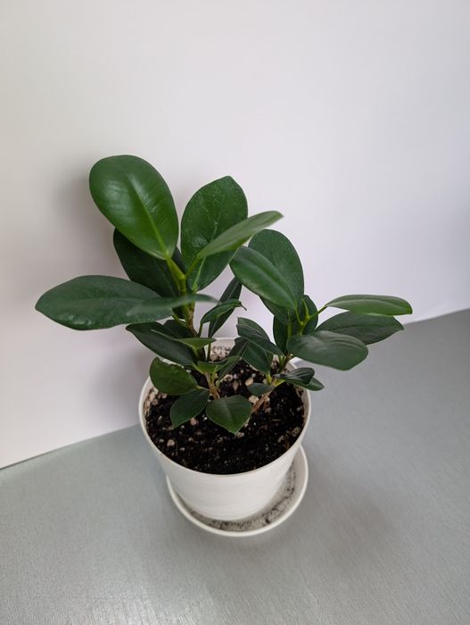 Фикусы "Мокламе"