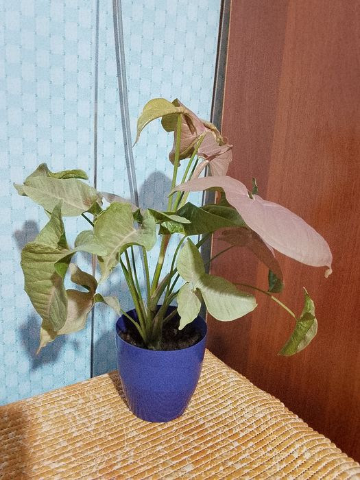 Комнатные растения,цветы, отростки