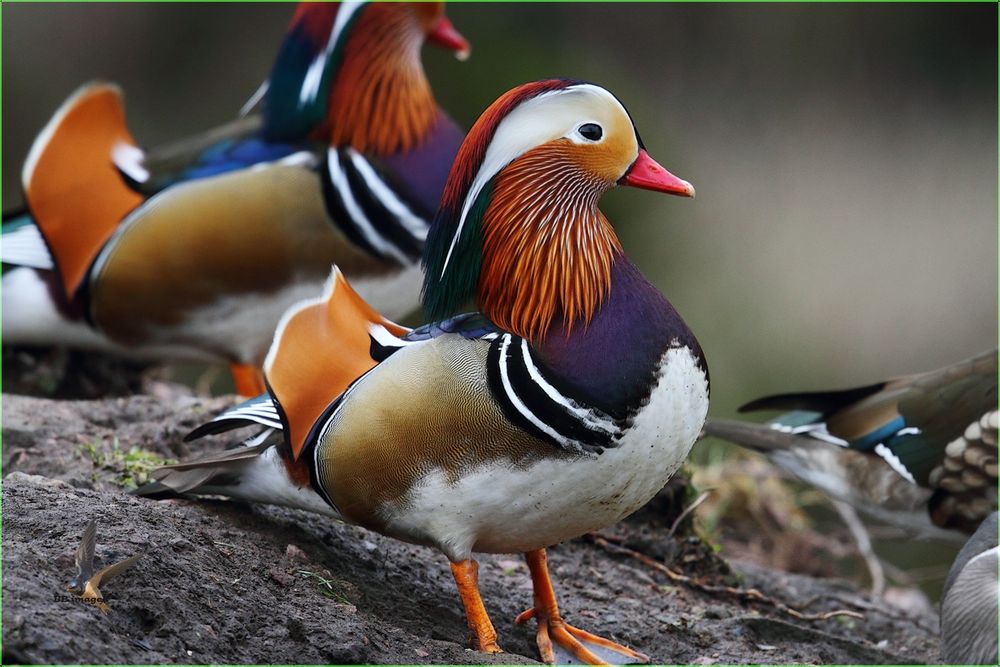 Rate Mandarin 2025