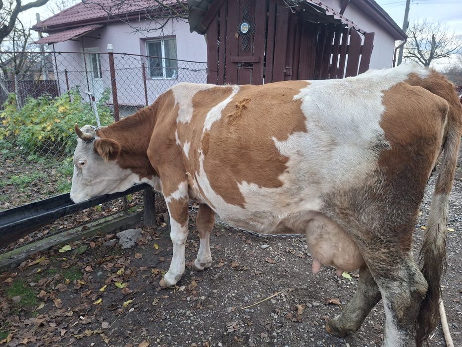 Vând Vaca cu lapte