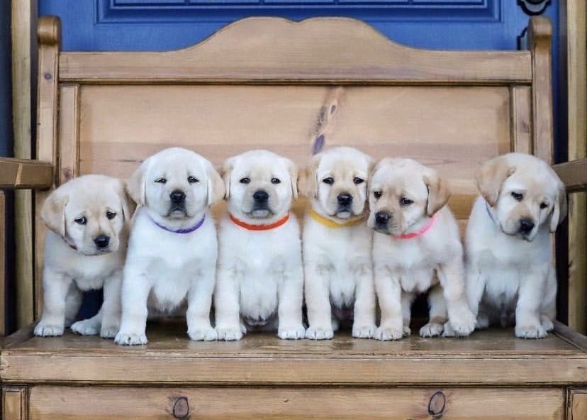 Шикарные Лабрадор