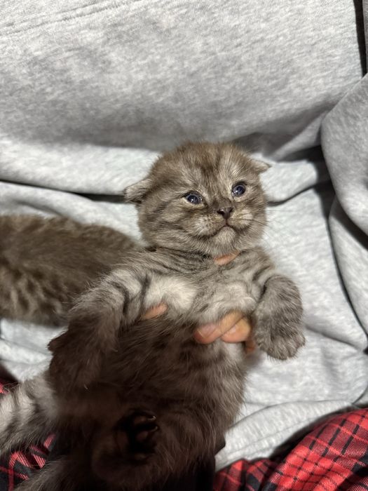 Scottish fold mushuk
