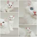 Angora Turceasca