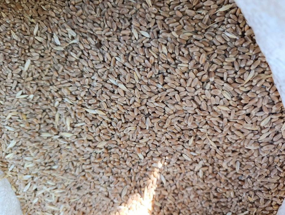 Тұқымдық бидай 1 репродукция (стекловидная 24). Күздік.