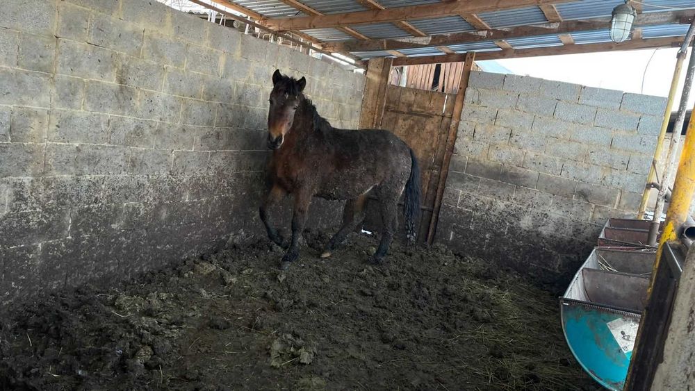 Продам лошадей для согым