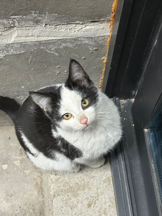 Котята 3,5 месяца