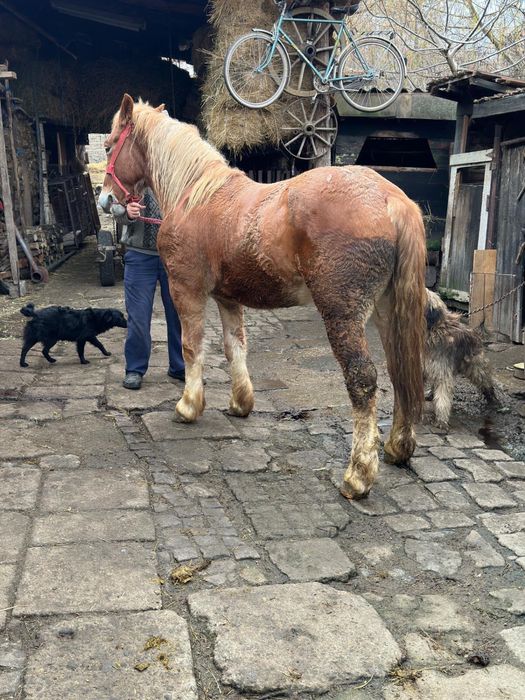 Mânz castrat de 1 an junate