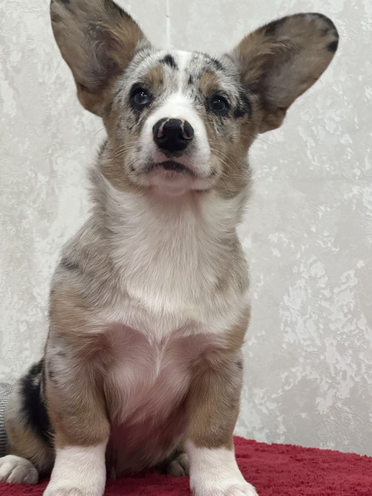 Супер щеночки вельш корги