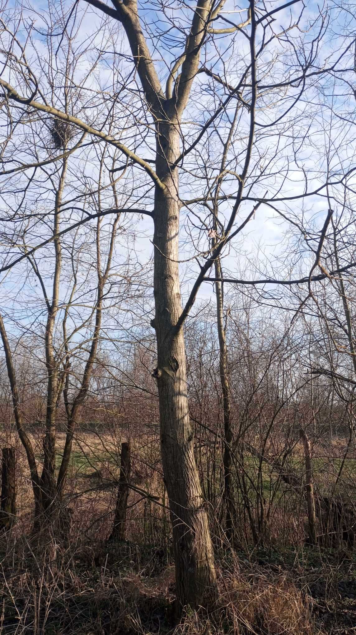 6 nuci si un cires de vinzare pret 6000 lei negociabil
