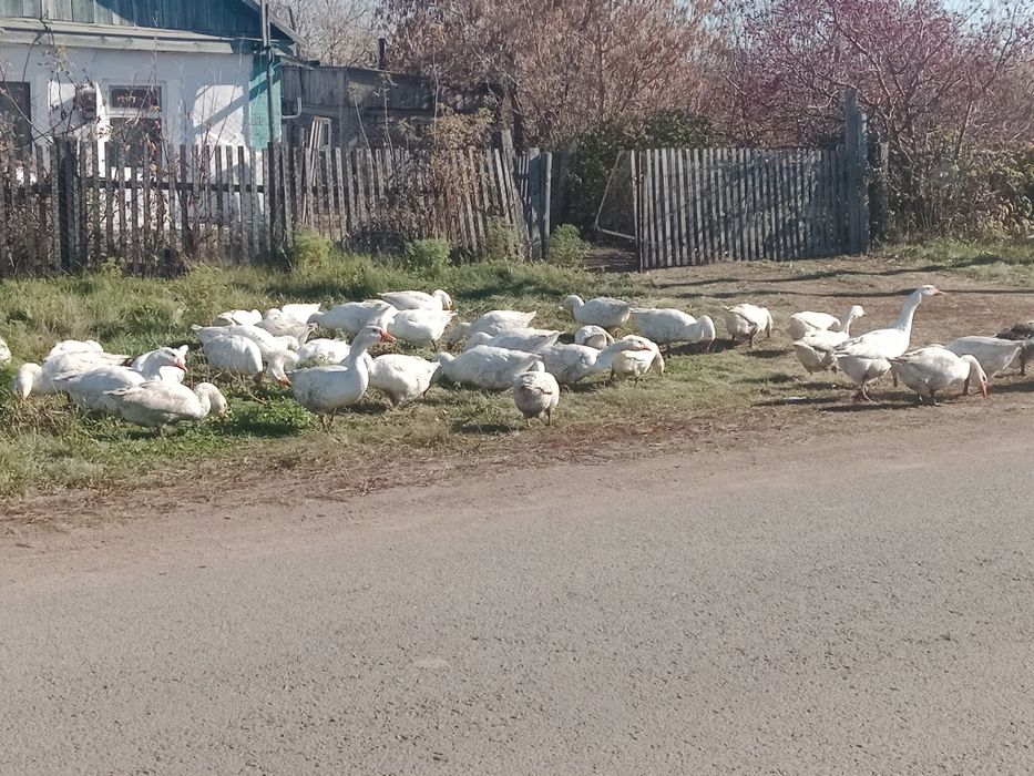 Продам гусей,этого года