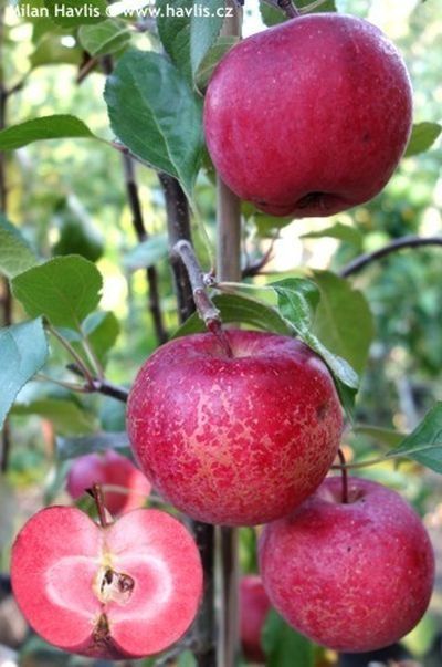 Pomi fructiferi deosebiti  Mar  Baia Marysa cu miezul rosu