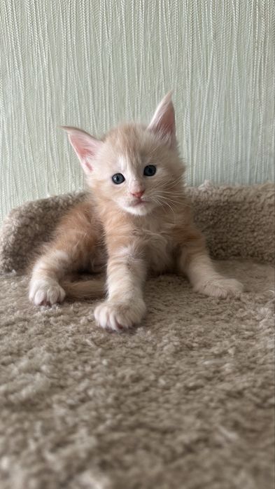 Продажа..котята.. Мейн-Кун... Питомник