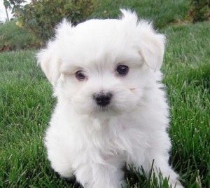 Bichon maltez mini toy