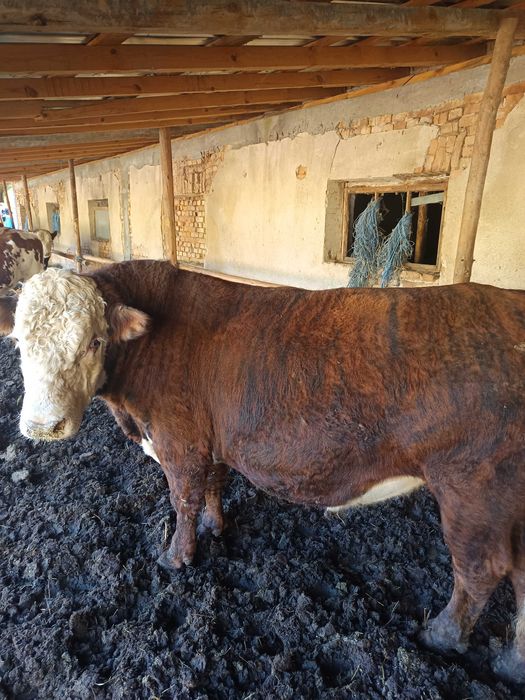 Продавам мъжки телета