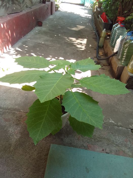 Бругмансия жёлтая