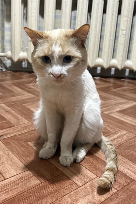 Ищем дом для доброго  кота, которому пока не везло!