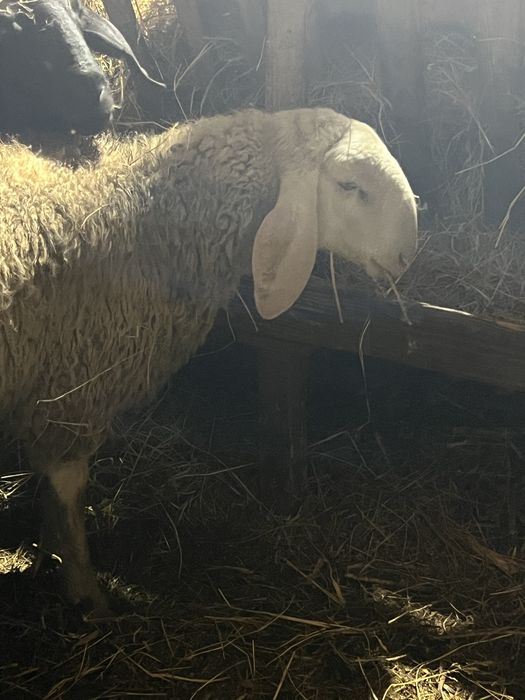 Vand 120 de oi bergamasca si tigaie sarbeasca