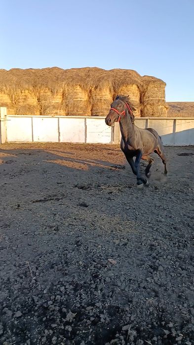 Чистакровный американец