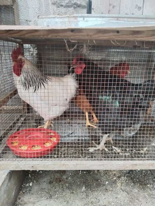 Продам три петуха