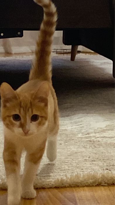 Срочно в добрые руки котенка