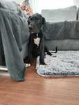 Dog German Great Dane