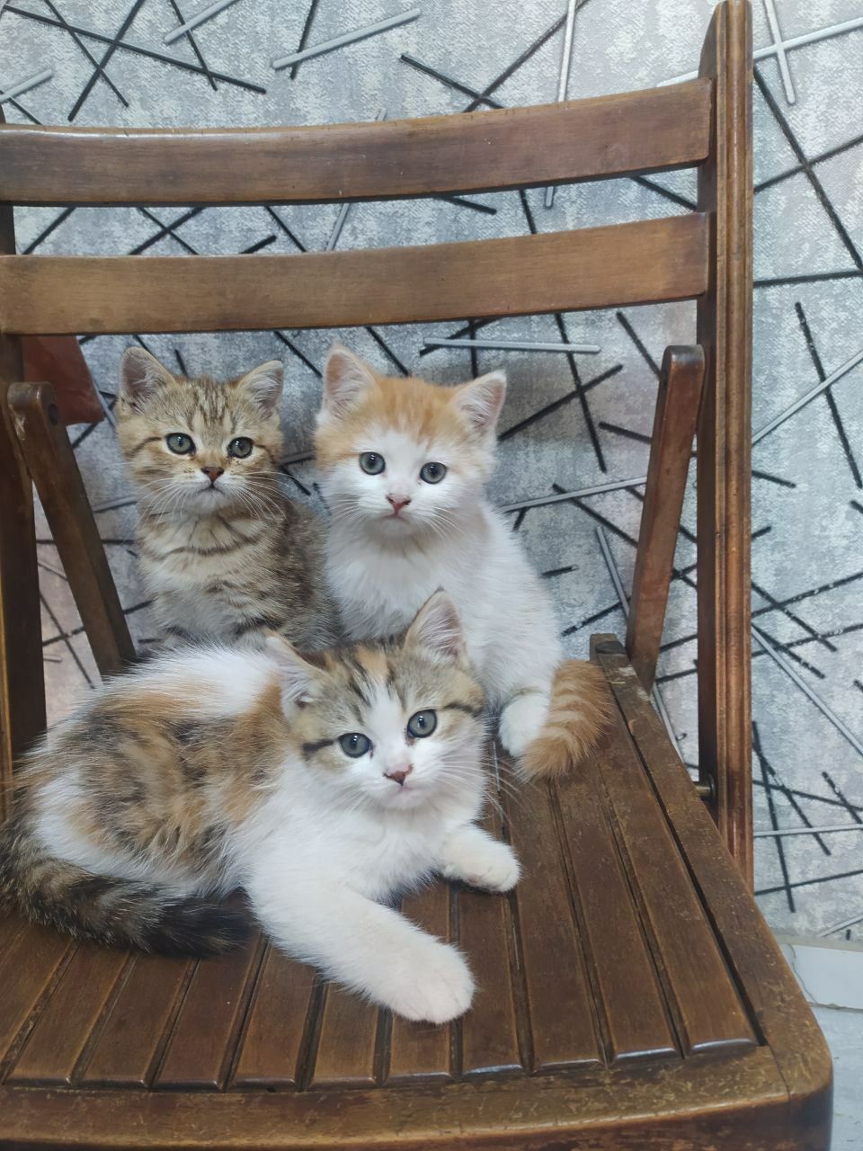 Пародисти котят  скоттиш стрйт и Залатой шиншилла