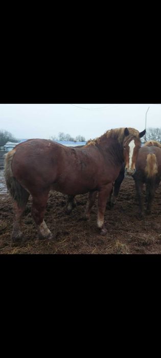 Продам тяжеловозов