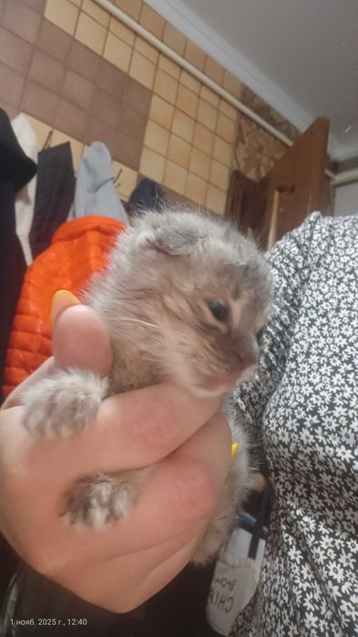 Отдам даром котёнка