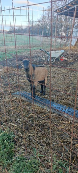 Tapisor alpin de 9 luni.