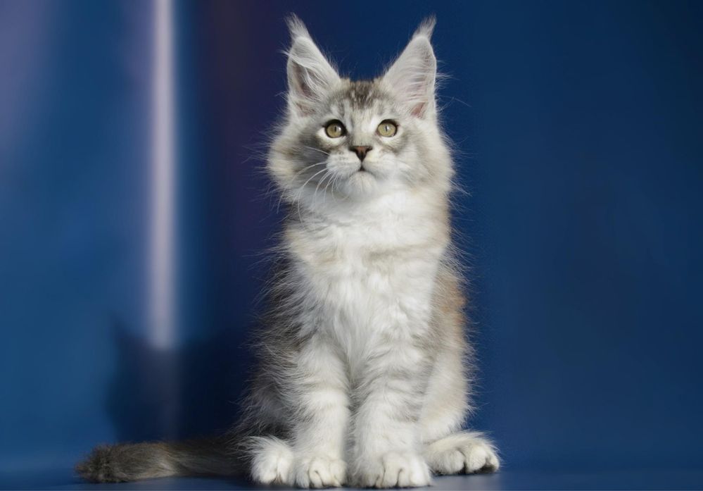 Motanel MAINE COON cu pedigree!
