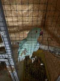 2 papagali micul alexandru origine Turcia cu certificat