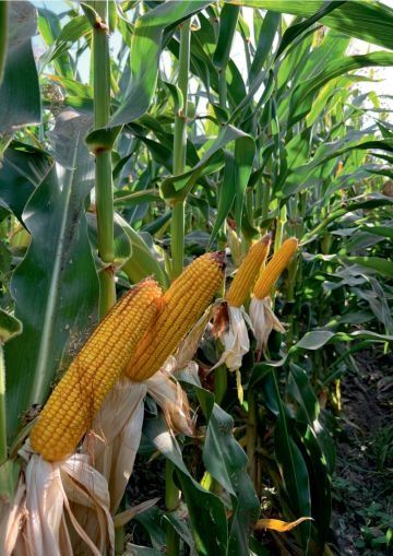Высокоурожайные гибриды кукурузы из каталога США, Европы в Узбекистане