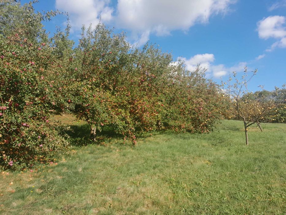 Vind mere BIO si suc