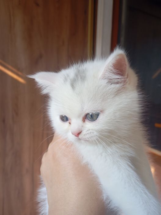 Котята британские чистокровные