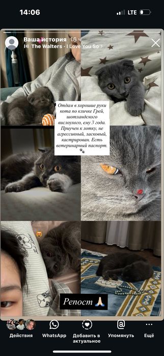 Отдам в хорошие руки кота по кличке Грей, шотландского вислоухого