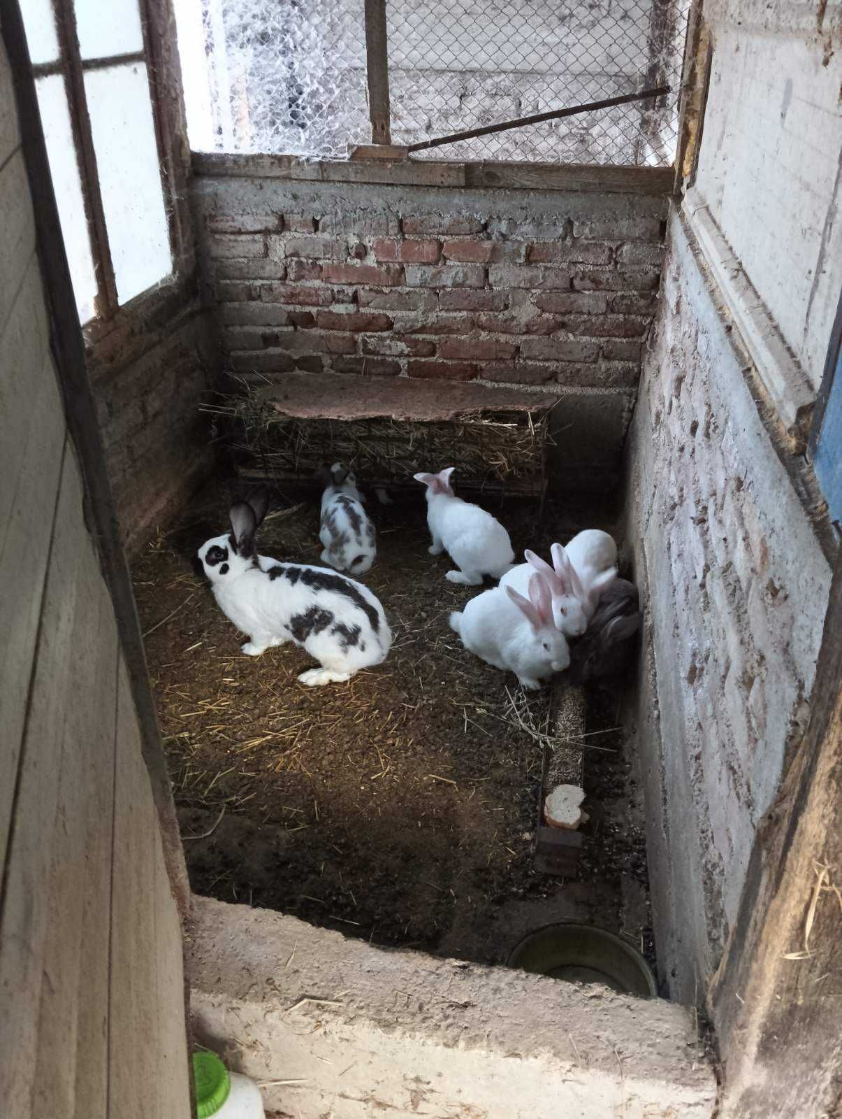 Продавам зайци пеперуда и цика