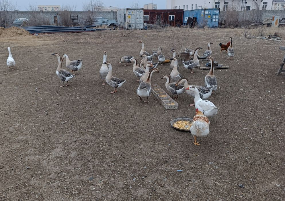 Продаются гуси, цена договорная