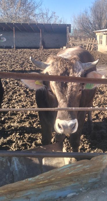 Швиц бұқа сатылады