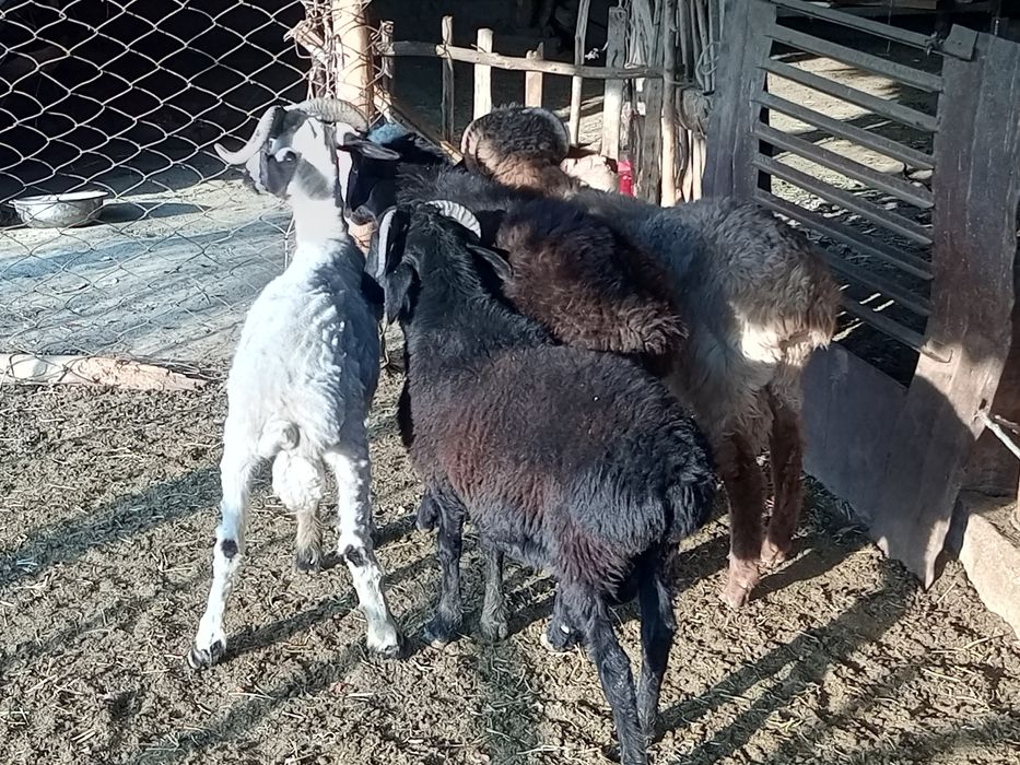 Qoʻchqor barralar sotiladi