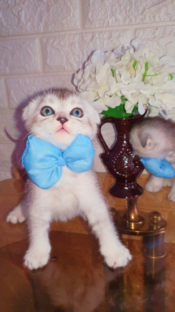 Серебристый Шиншилла