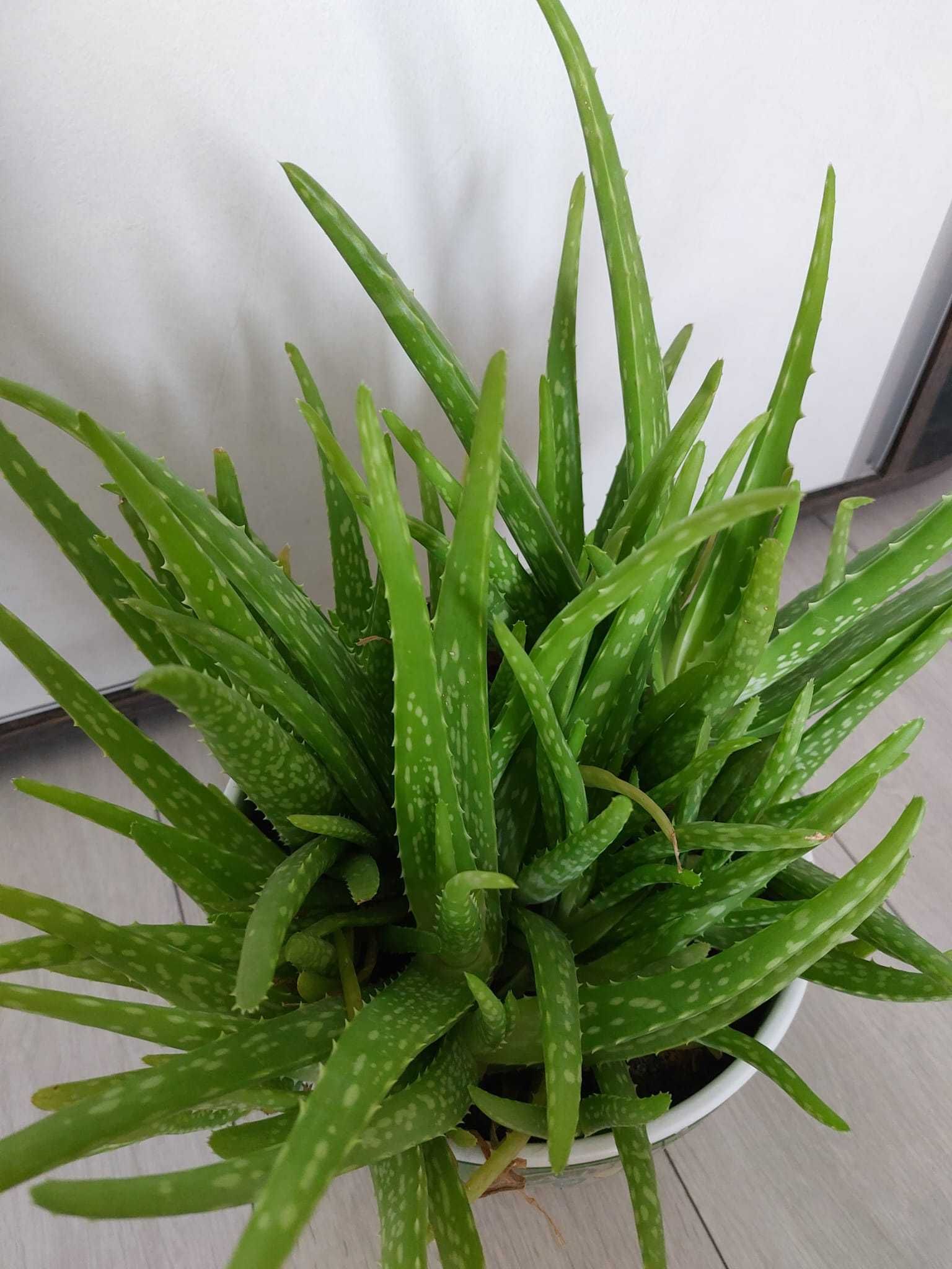 Planta Aloe Vera