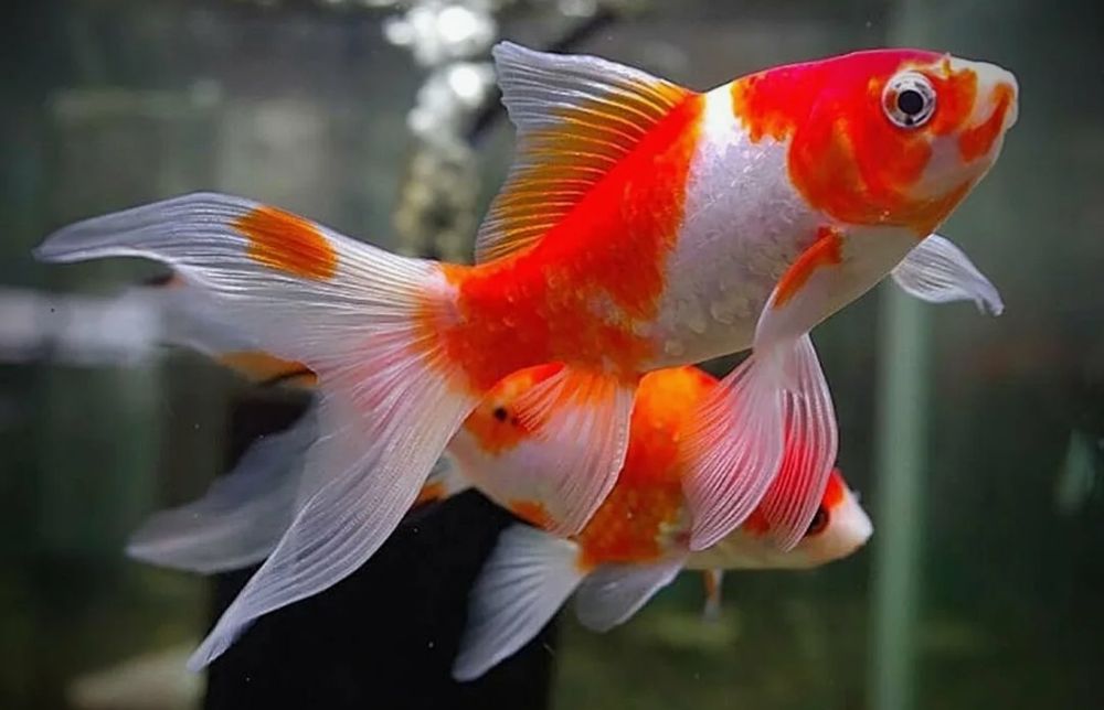 Рыбки Комета(золотые рыбы)