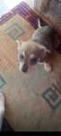 Donez catel metis