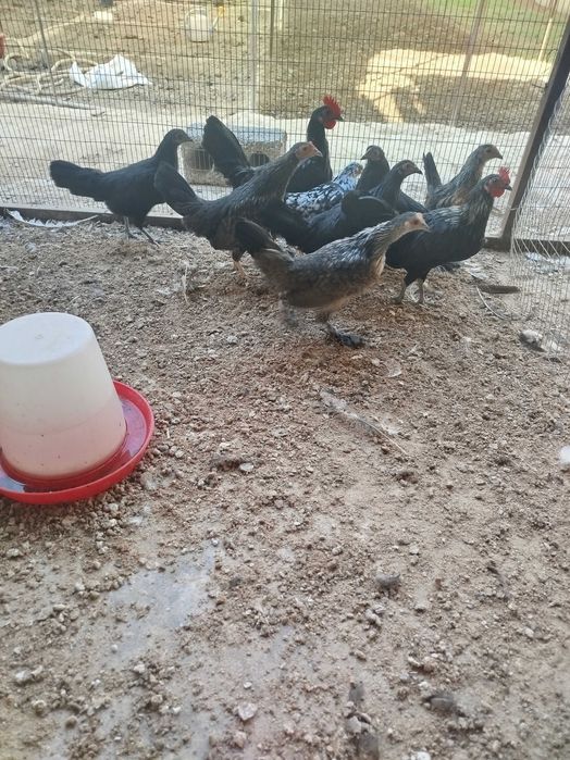 Продаются японские куры.