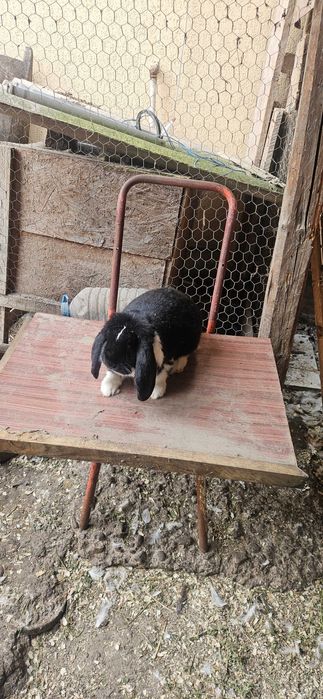 Mascul berbec german