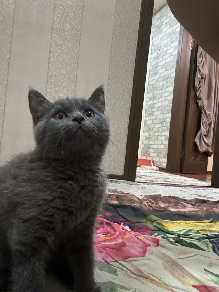 Котёнок маленький