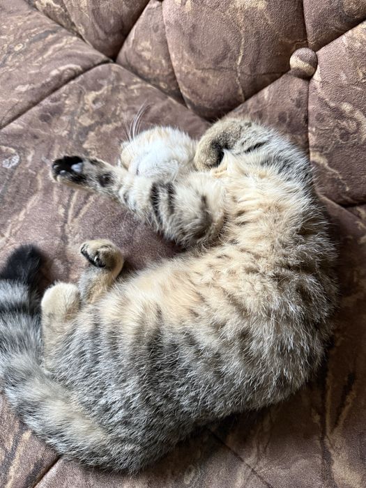 Скоттиш-фолд девочка 2.5 месяца