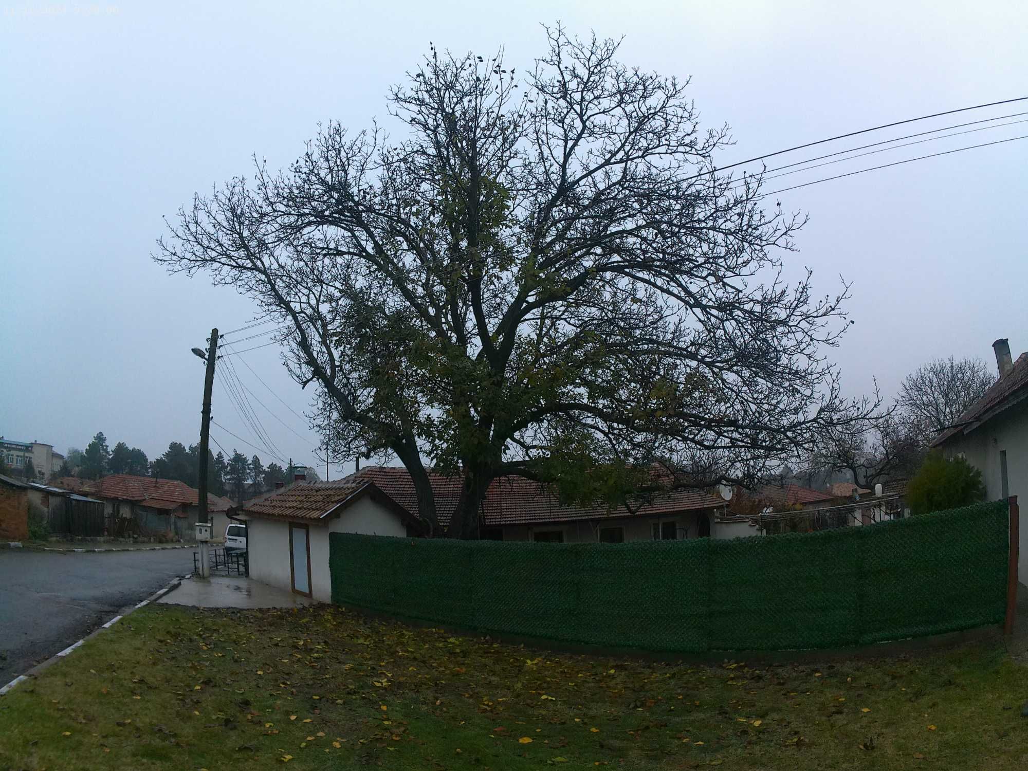 Рязане, кастрене и почистване гр. Русе