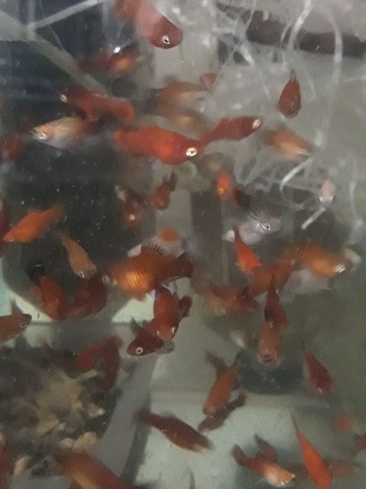 Pesti exotici,un acvariu ,un colț de natură!