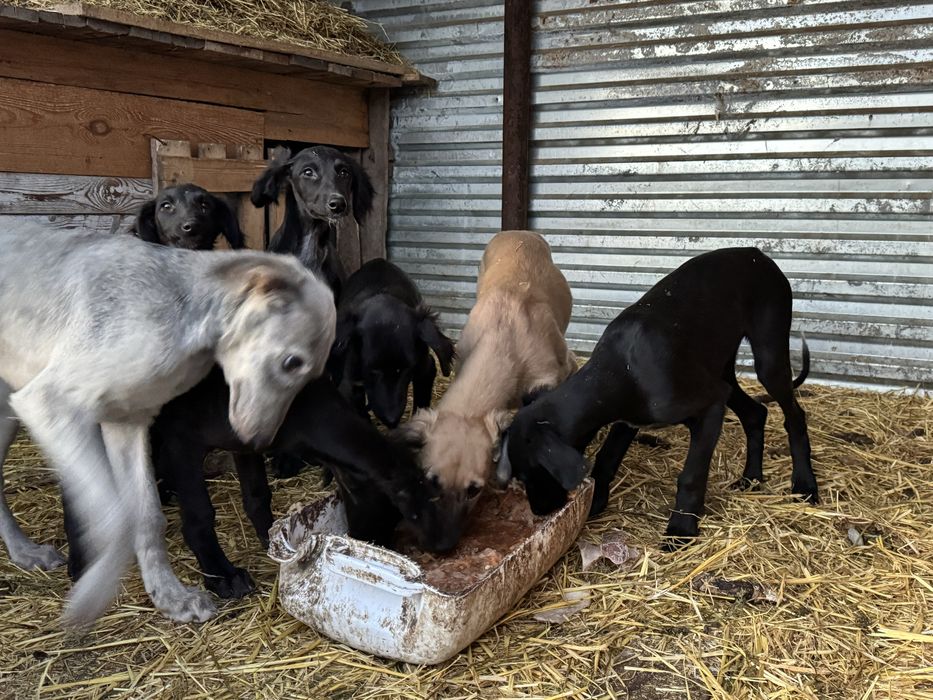Тазы щенки (три мясяца)